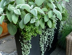Planter, Container Garden
Garden Design
Calimesa, CA