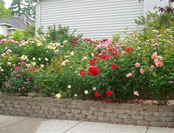 Planter With Roses
Garden Design
Calimesa, CA