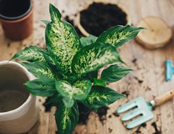 Planting A Dieffenbachia, Repotting A Houseplant
Shutterstock.com
New York, NY