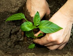 Planting A Pepper Plant
Shutterstock.com
New York, NY