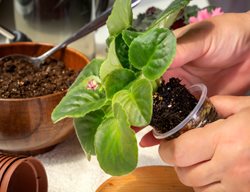 Planting African Violet
Shutterstock.com
New York, NY