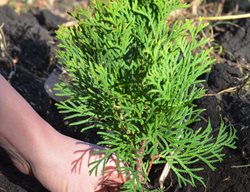 Planting Arborvitae, Planting Evergreen
Shutterstock.com
New York, NY