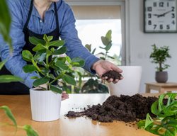 Planting Autograph Tree Houseplant, Planting Clusia
Shutterstock.com
New York, NY