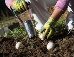 Planting Bulbs, Bulb Planting Tool, Gardening
Shutterstock.com
New York, NY
