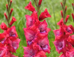 Planting Bulbs
Garden Design
Calimesa, CA