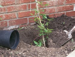 Planting Clematis, Vine, Dirt, Shovel
Alamy Stock Photo
Brooklyn, NY