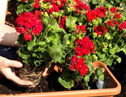 Planting Geranium, Red Flower, Flower Pot
Shutterstock.com
New York, NY