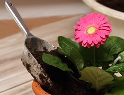 Planting Gerbera Daisy, Pink Flower
Shutterstock.com
New York, NY