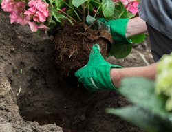 Planting Hydrangeas, Pink Hydrangea
Shutterstock.com
New York, NY