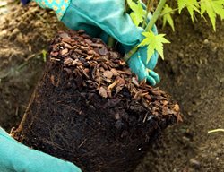Planting Japanese Maple
Dreamstime
