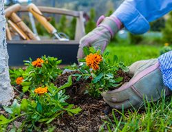 Planting Marigolds, Orange Annuals
Shutterstock.com
New York, NY