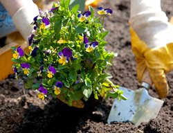 Planting Pansies, Pansy Flowers
Shutterstock.com
New York, NY