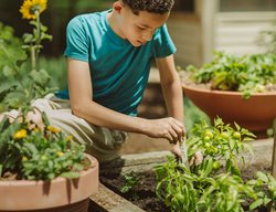 Planting Peppers, Pepper Plant Tag
Proven Winners
Sycamore, IL