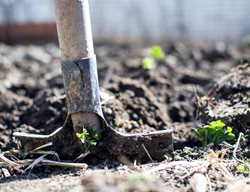 Planting Roses, Shovel, Soil
Weeks Roses
Wasco, CA