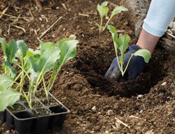 Planting Seedlings, Growing From Seed
Shutterstock.com
New York, NY