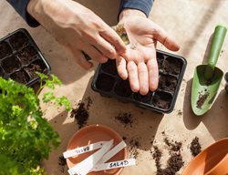 Planting Seeds, Starting Seeds
Shutterstock.com
New York, NY