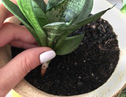 Planting Snake Plant, Sansevieria
Shutterstock.com
New York, NY