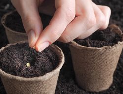 Planting Tomato Seeds, Tomato Seed In Peat Pot
Shutterstock.com
New York, NY