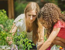 Planting Tomatoes, Planting Vegetables
Proven Winners
Sycamore, IL