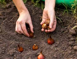 Planting Tulips, Planting Bulbs
Shutterstock.com
New York, NY