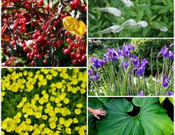 Plants Around The Garden
Garden Design
Calimesa, CA