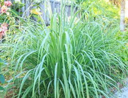 Plants For Mosquitos
Garden Design
Calimesa, CA
