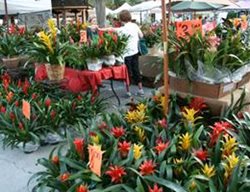 Plants From Farmers Markets
Garden Design
Calimesa, CA