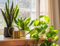 Plants In Bright Window
Shutterstock.com
New York, NY