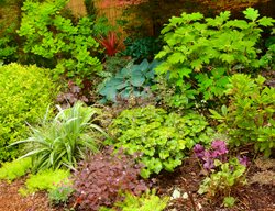 Plants In Shade Garden, Shade Plants
Garden Design
Calimesa, CA