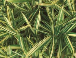 Pleioblastus Fortunei
Garden Design
Calimesa, CA