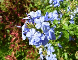 Plumbago Plant, Leadwort, Ceratostigma Plumbaginoides
Shutterstock.com
New York, NY
