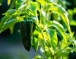 Poblano Pepper Plant, Poblano Pepper, Ancho Pepper
Shutterstock.com
New York, NY