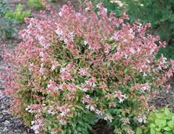 Poco Loco Abelia, Abelia X Grandiflora
Proven Winners
Sycamore, IL