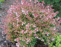 Poco Loco Abelia, Abelia X Grandiflora
Proven Winners
Sycamore, IL