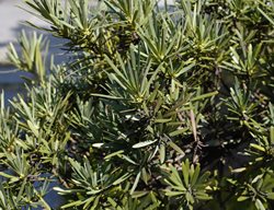 Podocarpus Tree, Podocarpus
Shutterstock.com
New York, NY