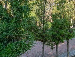 Podocarpus Trees, Podocarpus
Shutterstock.com
New York, NY