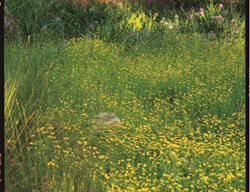 Point Reyes Meadowfoam
Garden Design
Calimesa, CA