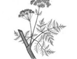 Poison Hemlock
Garden Design
Calimesa, CA