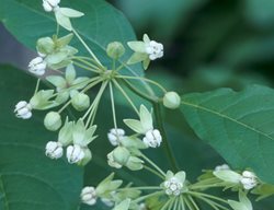 Poke Milkweed, Asclepias Exaltata
Alamy Stock Photo
Brooklyn, NY