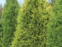 Polar Gold Thuja, Evergreen Conifer, Polar Gold
Proven Winners
Sycamore, IL
