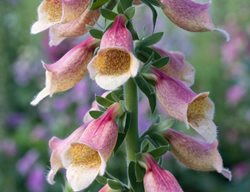 Polkadot Pippa, Hybrid Foxglove
Alamy Stock Photo
Brooklyn, NY