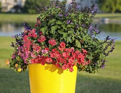Pollinator Combo, Yellow Container, Salvia
Proven Winners
Sycamore, IL