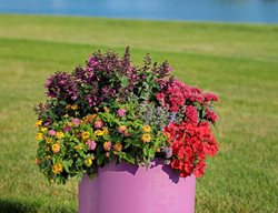 Pollinator Container Recipe, Pollinator Plants
Proven Winners
Sycamore, IL