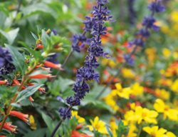 Pollinator Flowers, Salvia, Cuphea, Bidens
Proven Winners
Sycamore, IL