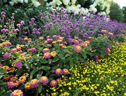 Pollinator Garden With Gomphrena
Proven Winners
Sycamore, IL