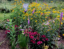 Pollinator Plants, Pollinator Garden
Garden Design
Calimesa, CA