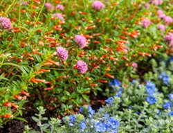 Pollinator Plants
Proven Winners
Sycamore, IL