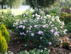 Pollypetite Hibiscus, Dwarf Hibiscus
Proven Winners
Sycamore, IL