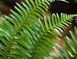 Polystichum Munitum, Fern
Garden Design
Calimesa, CA