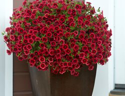 Pomegranate Punch Calibrachoa, Red Calibrachoa
Proven Winners
Sycamore, IL